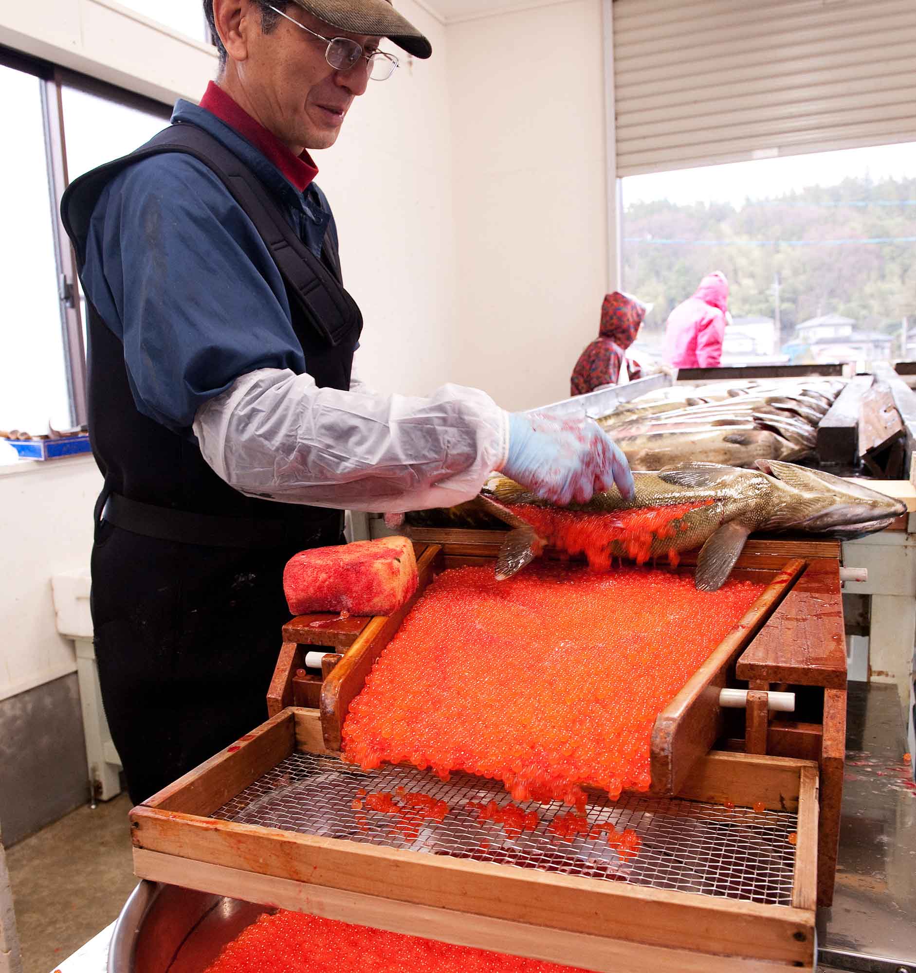 山形県アンテナショップおいしい山形　つくり手を訪ねて｜雌のお腹から取り出す採卵をはじめ、流れ作業で処理された鮭は、すぐさまセンターに届けられます。
