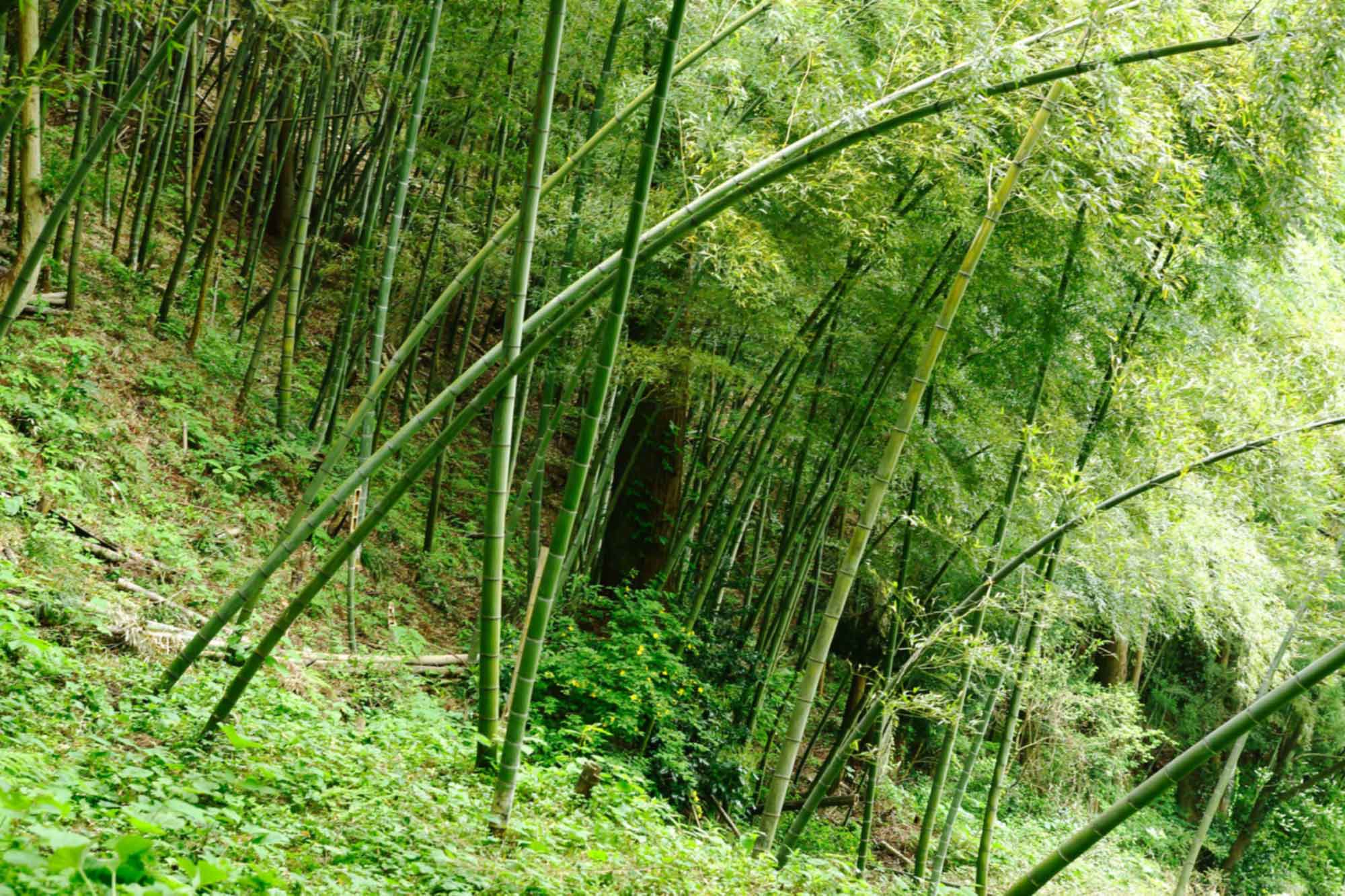 山形県アンテナショップおいしい山形　素材を訪ねて｜孟宗：
                栽培で一番気をつかうのは、肥料と日当たり。竹林の管理は年間通して行われる。