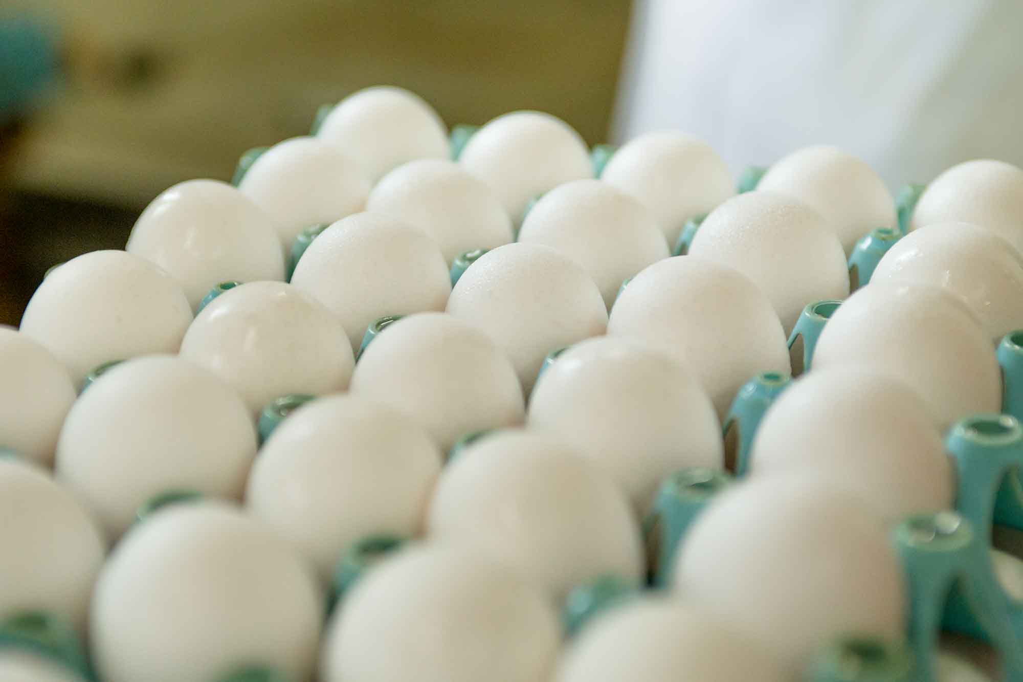 山形県アンテナショップおいしい山形　つくり手を訪ねて｜有限会社半澤鶏卵：20％を超える塩水で茹でられた卵。これから燻製機械にかけられます。