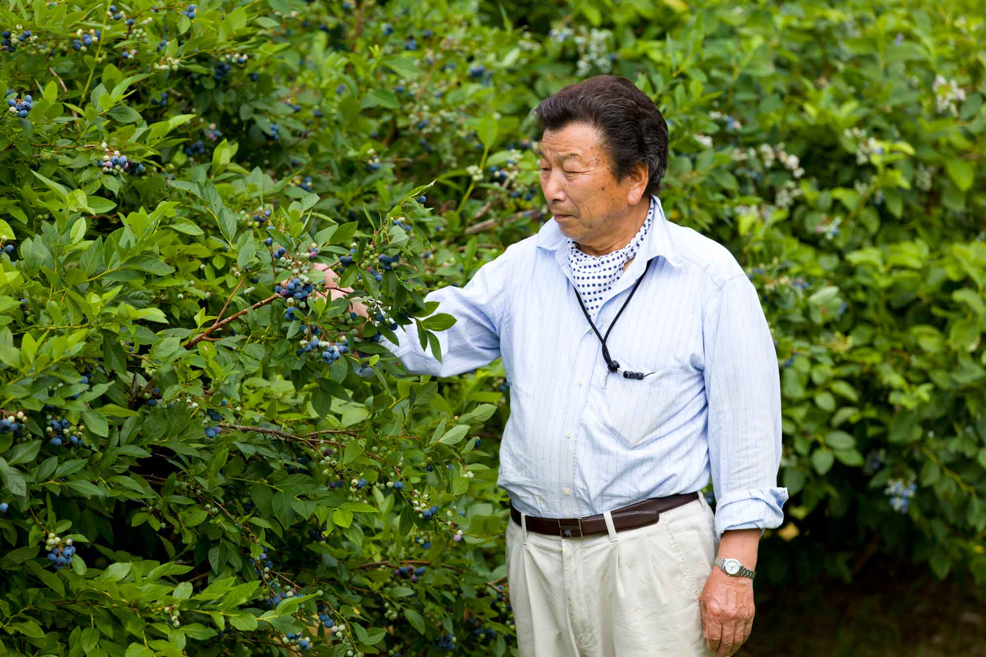 山形県アンテナショップおいしい山形　素材を訪ねて｜ブルーベリー：
                    幅の広い葉が茂ることで、大きく味の良い果実が育まれる。今年は特に出来が良いと話す鈴木さん。